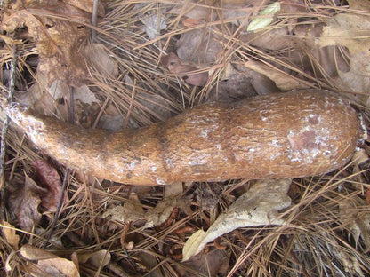 Yucca Root CoWash